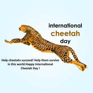 International Cheetah Day