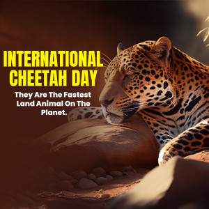 International Cheetah Day