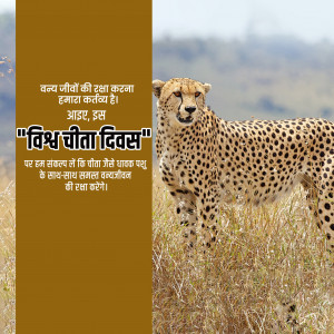 International Cheetah Day
