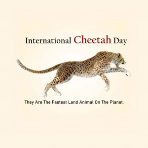 International Cheetah Day